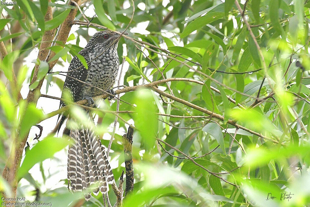 Asian Koel