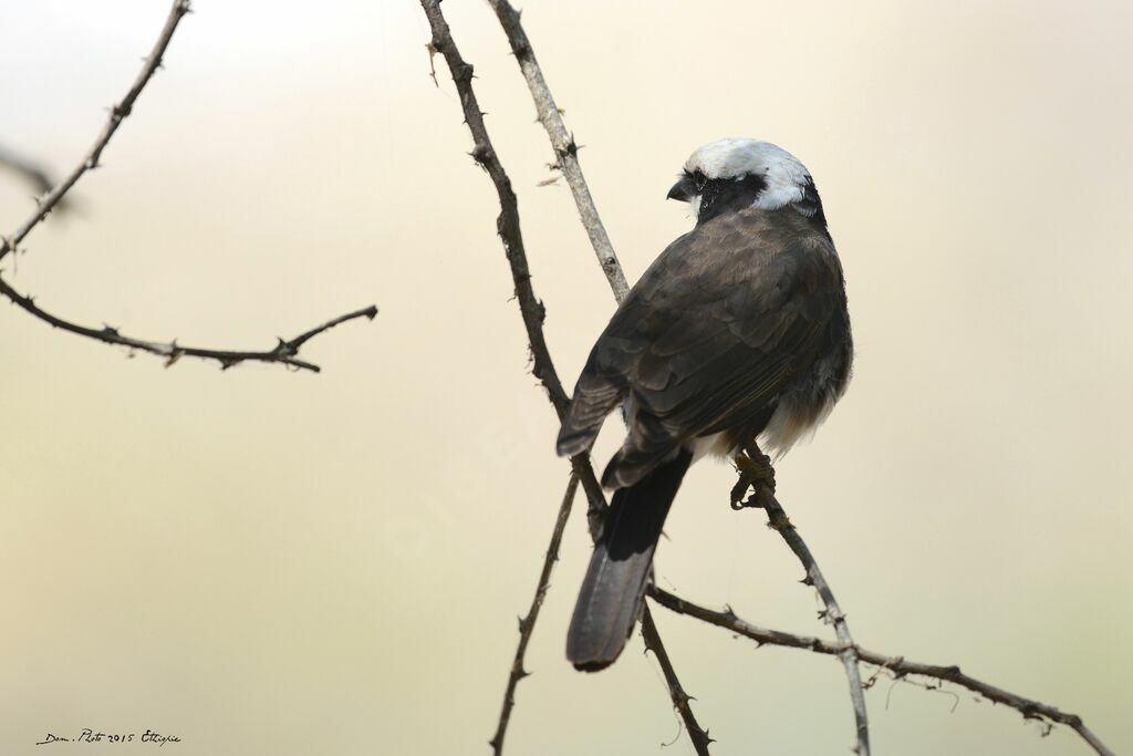 Northern White-crowned Shrike