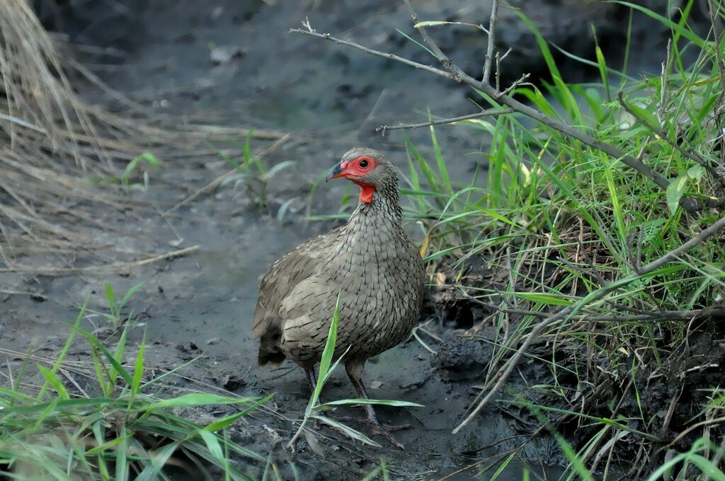 Francolin de Swainson