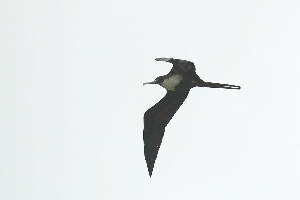Great Frigatebird