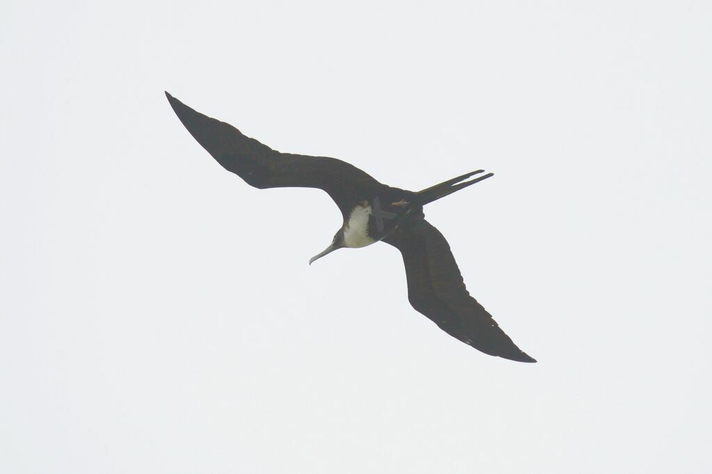 Great Frigatebird