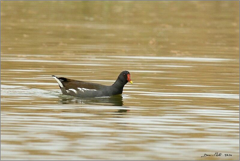 Gallinule poule-d'eau