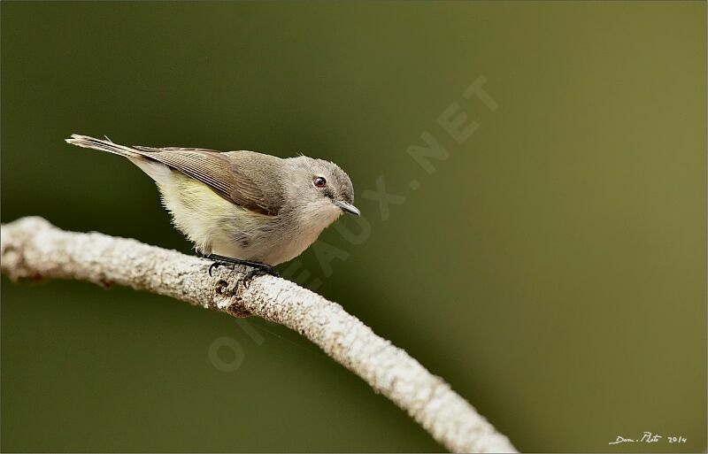 Fan-tailed Gerygone