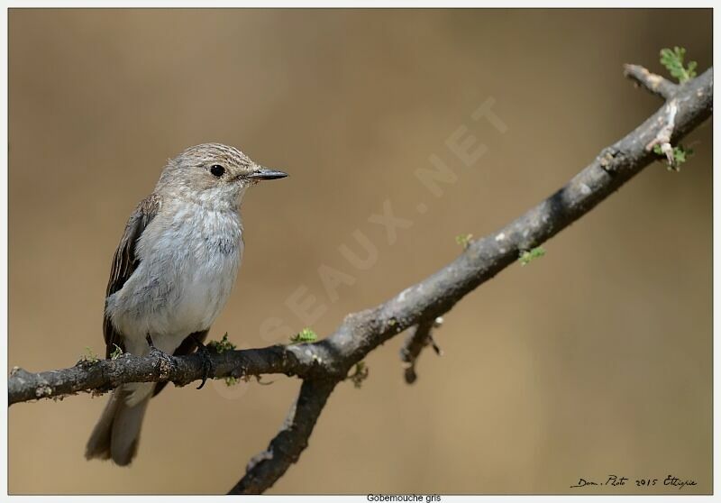 Spotted Flycatcher