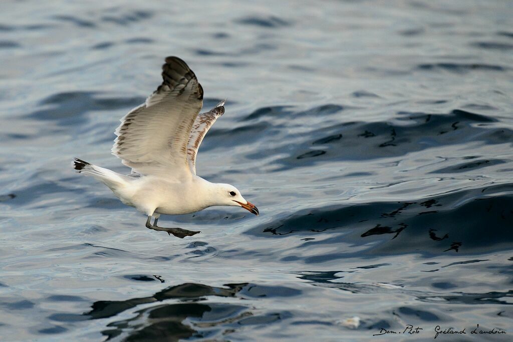 Audouin's Gull