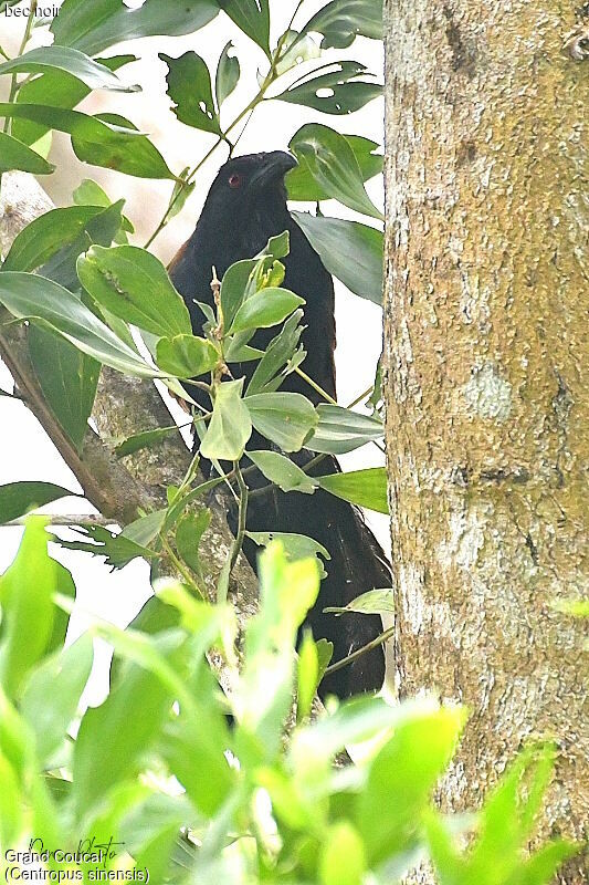 Greater Coucal