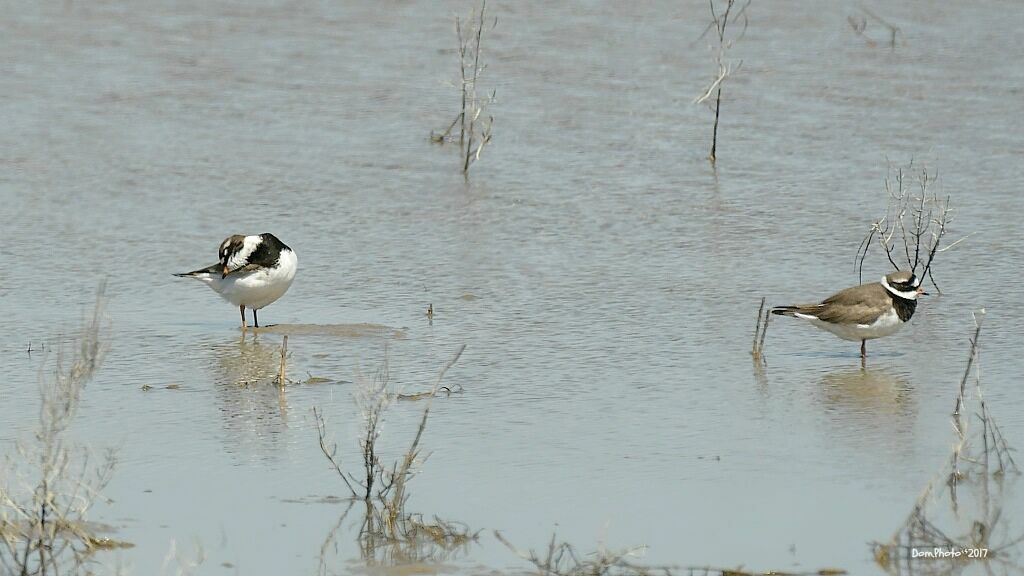 Common Ringed Plover