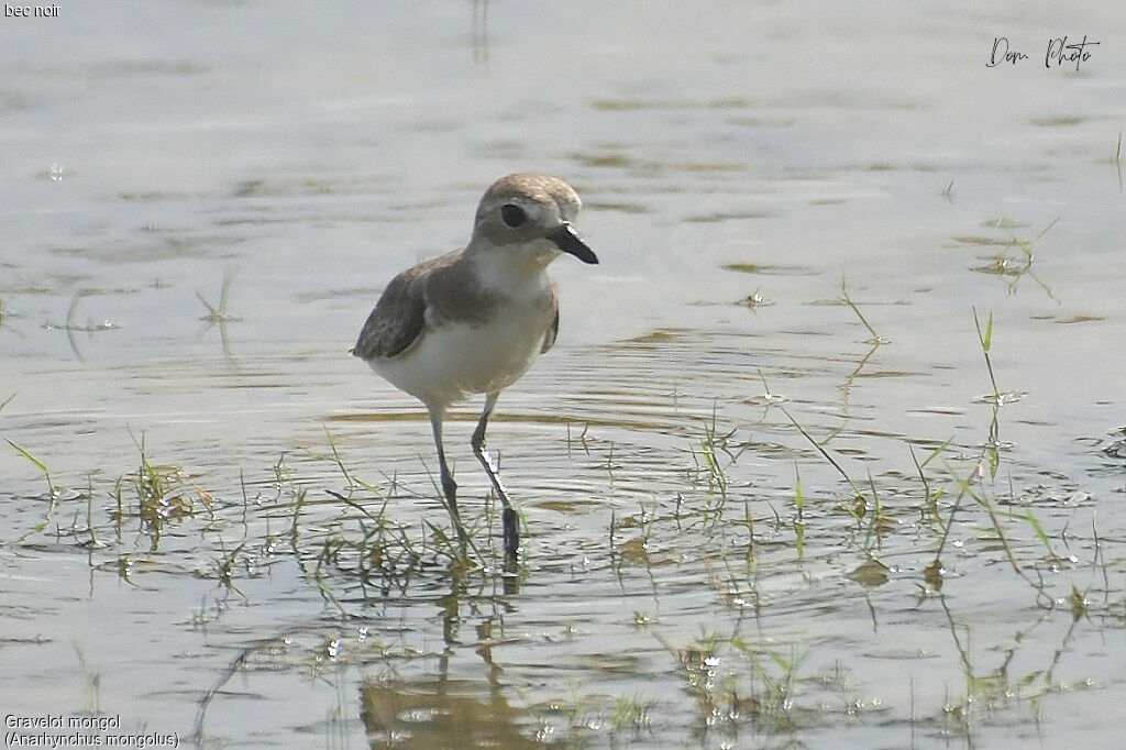 Siberian Sand Plover