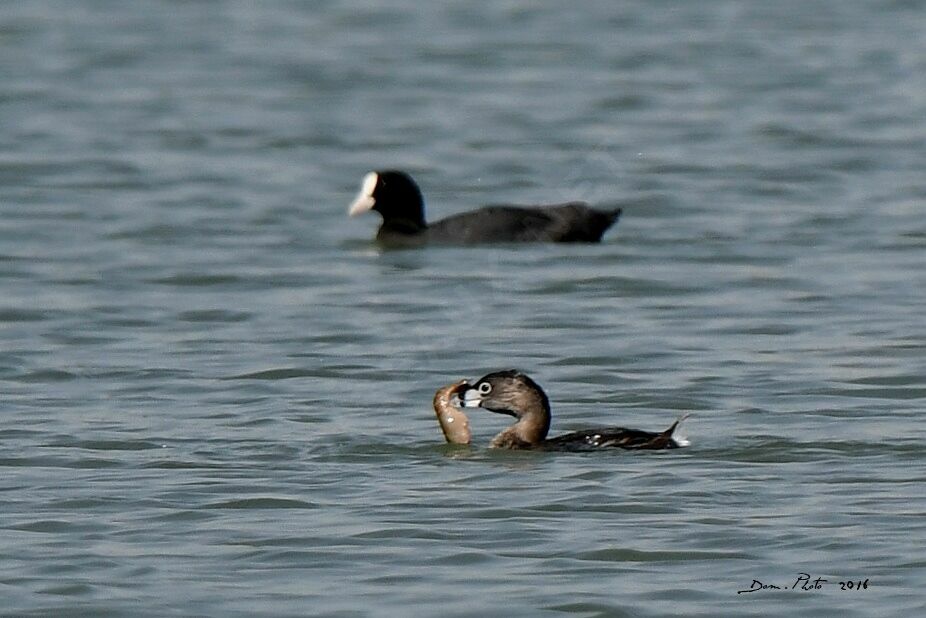 Pied-billed Grebe