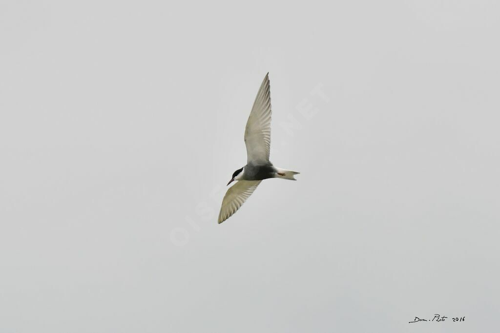 Whiskered Tern