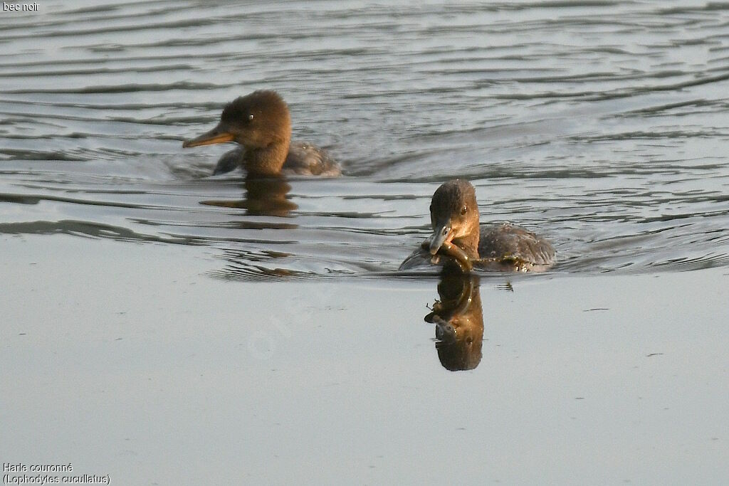 Hooded MerganserFirst year