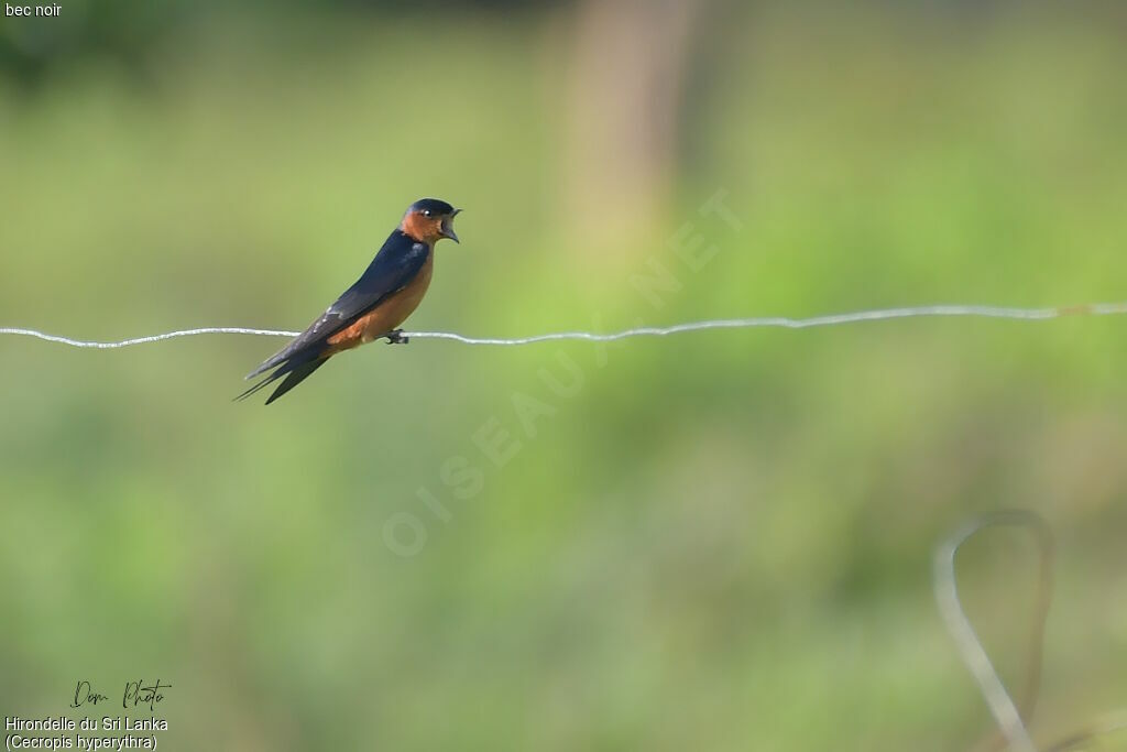 Sri Lanka Swallow