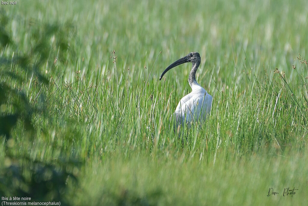 Ibis à tête noire