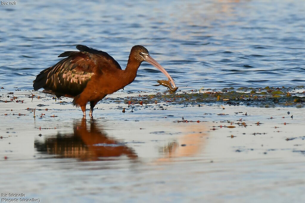 Glossy Ibis