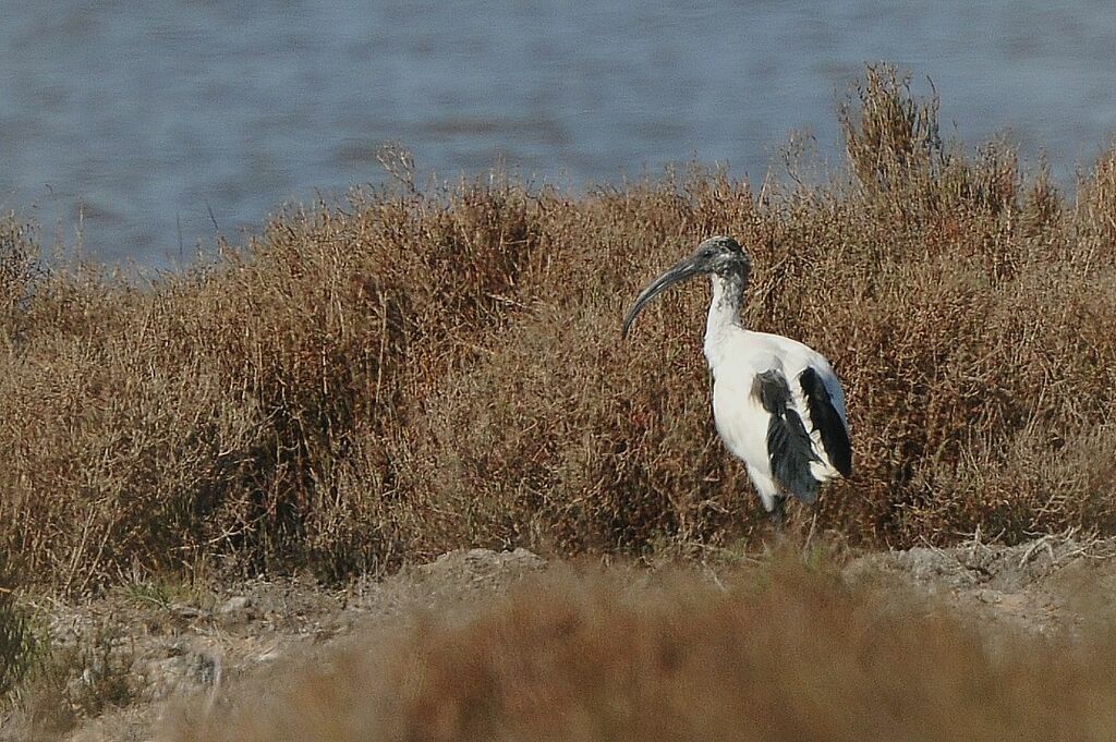 Ibis sacré
