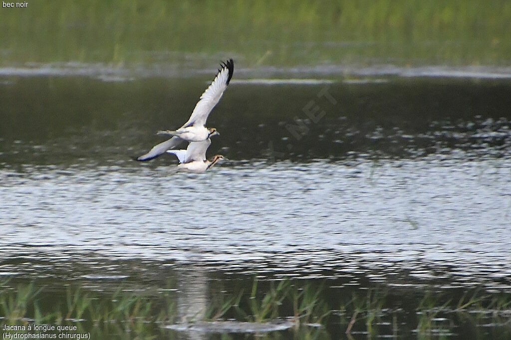 Jacana à longue queue