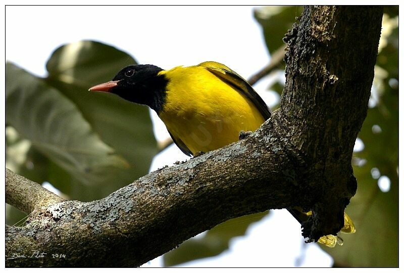Ethiopian Oriole
