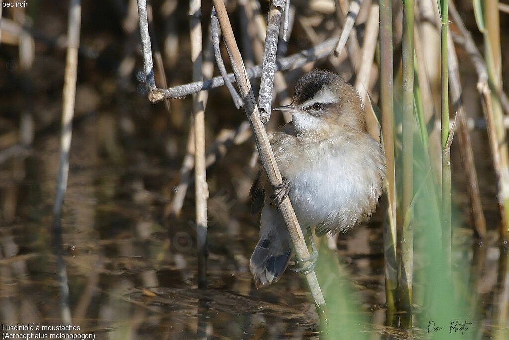 Moustached Warbler