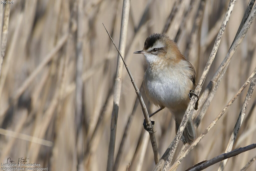 Moustached Warbler