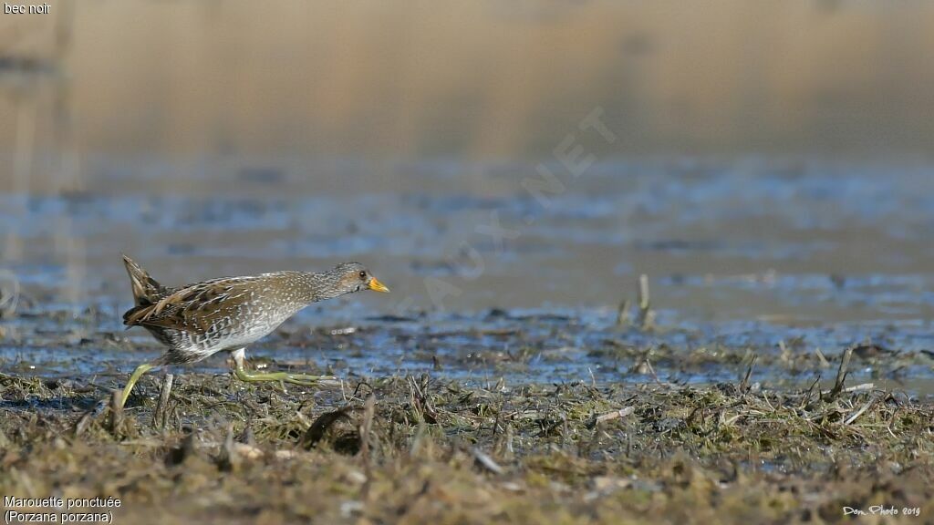 Spotted Crake