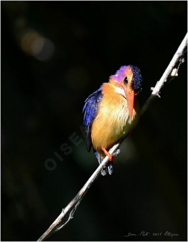 African Pygmy Kingfisher