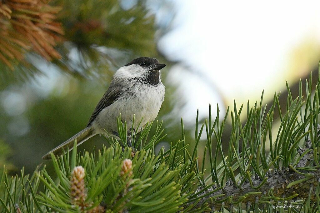 Mésange boréale