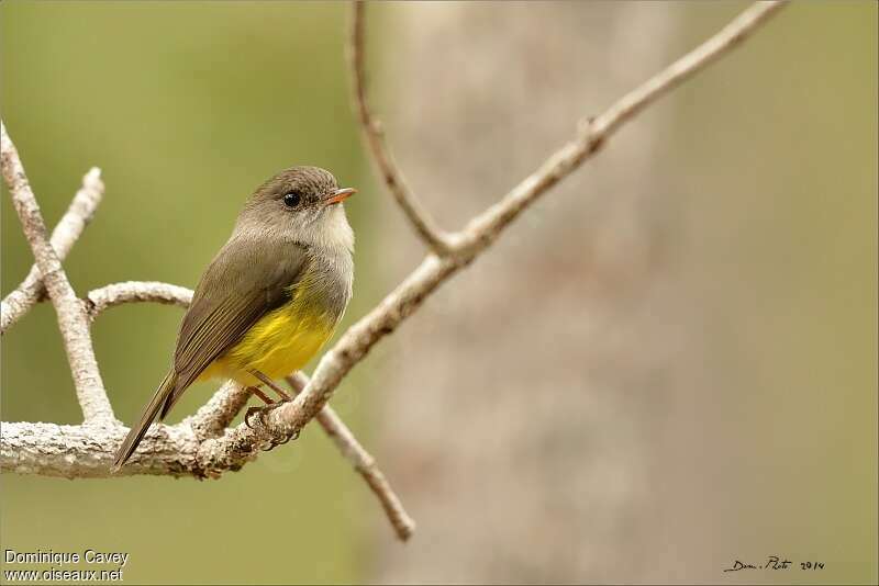 Yellow-bellied Flyrobinadult, identification