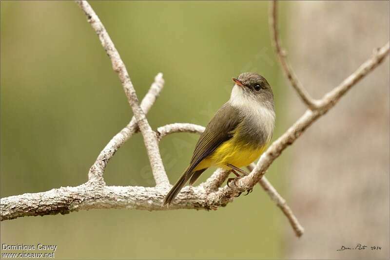 Yellow-bellied Flyrobinadult, pigmentation