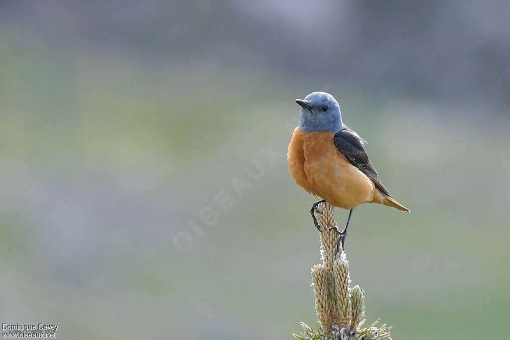 Common Rock Thrush male adult breeding, close-up portrait, Behaviour