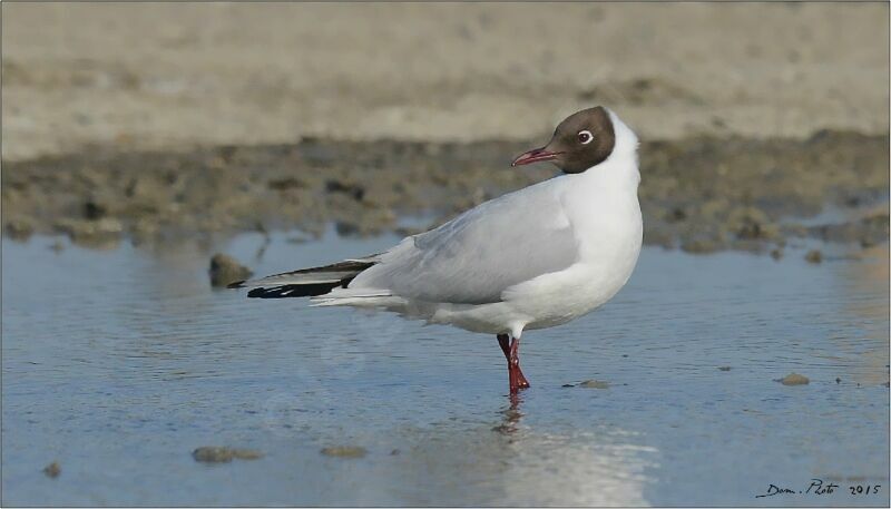 Mouette rieuseadulte nuptial