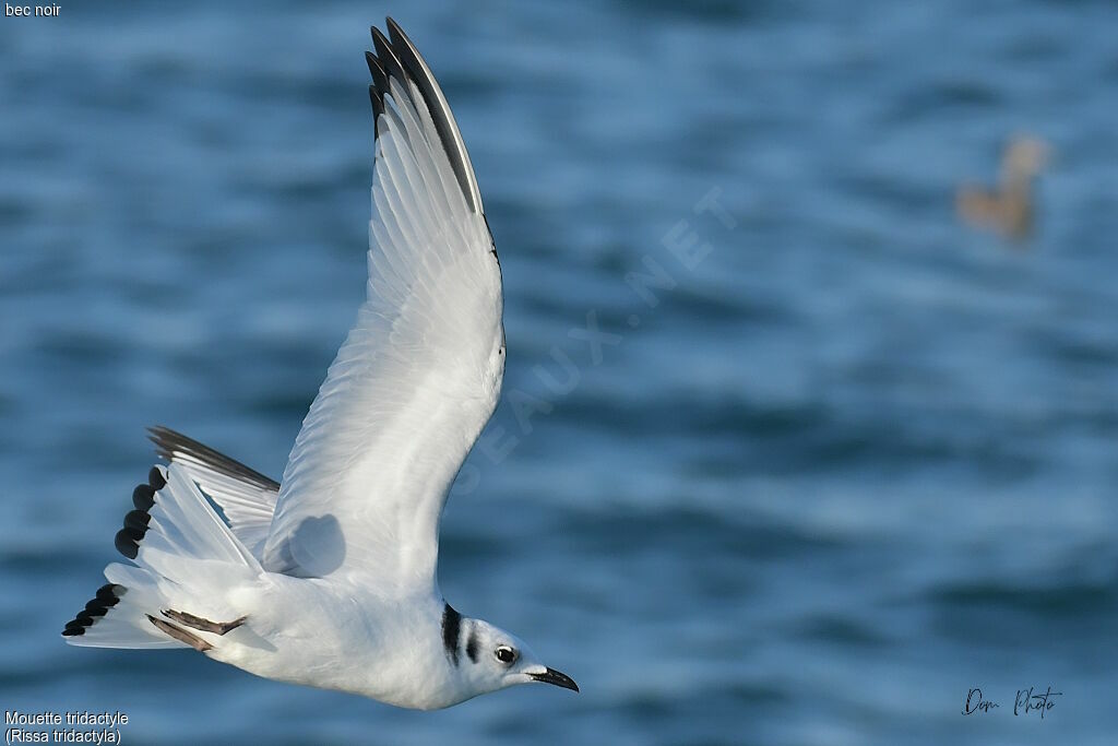 Black-legged KittiwakeFirst year