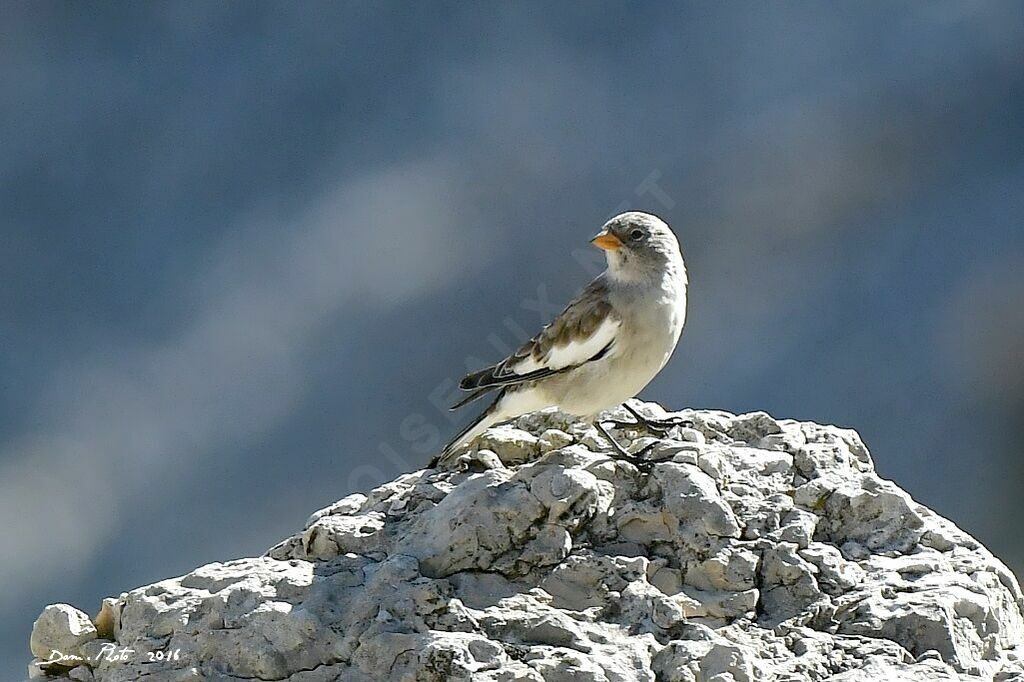 Niverolle alpine
