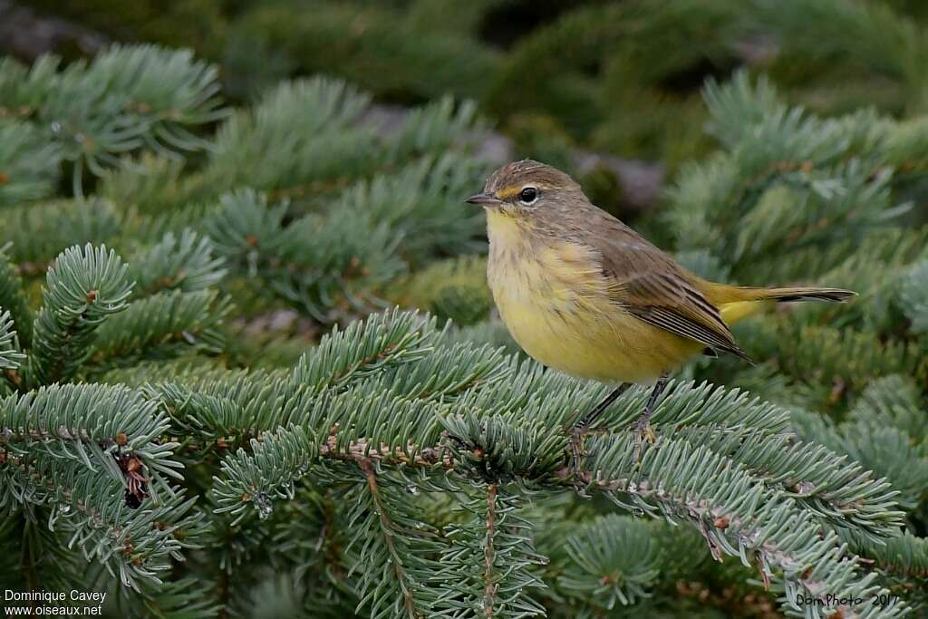 Palm Warbler female adult, identification