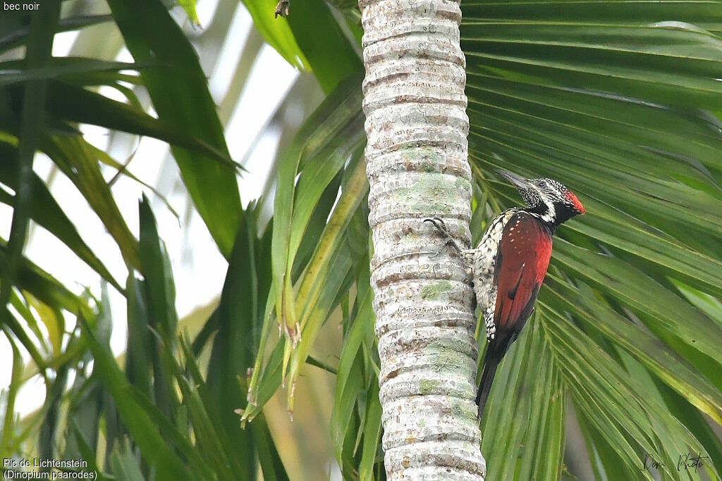 Red-backed Flameback