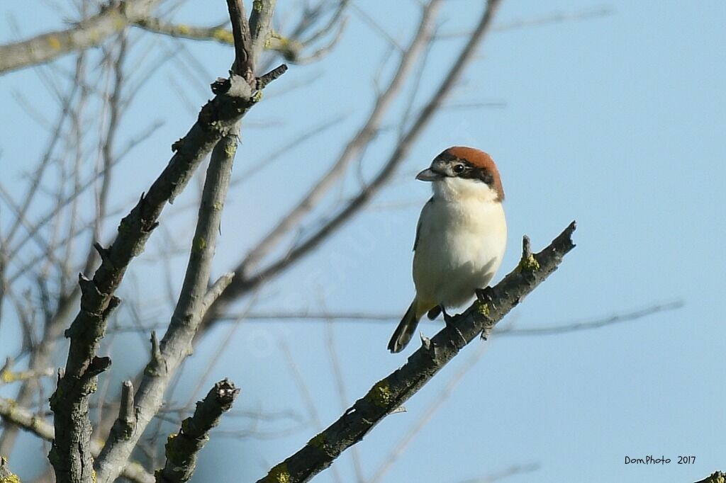 Pie-grièche à tête rousse