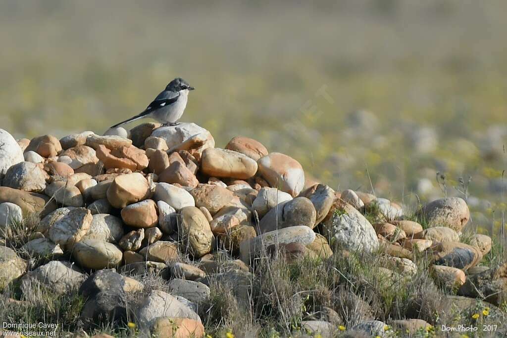 Pie-grièche méridionaleadulte, habitat