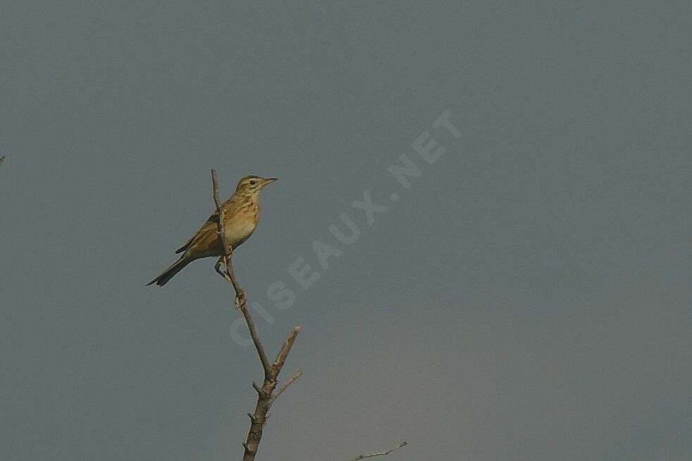 Pipit de Richard