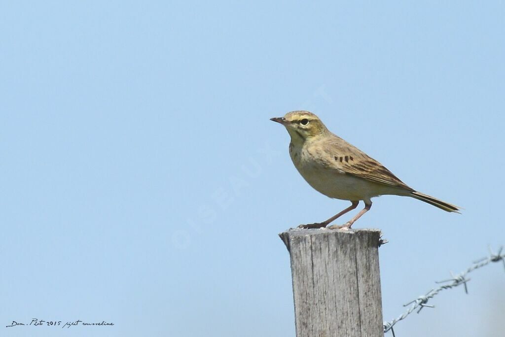 Pipit rousseline
