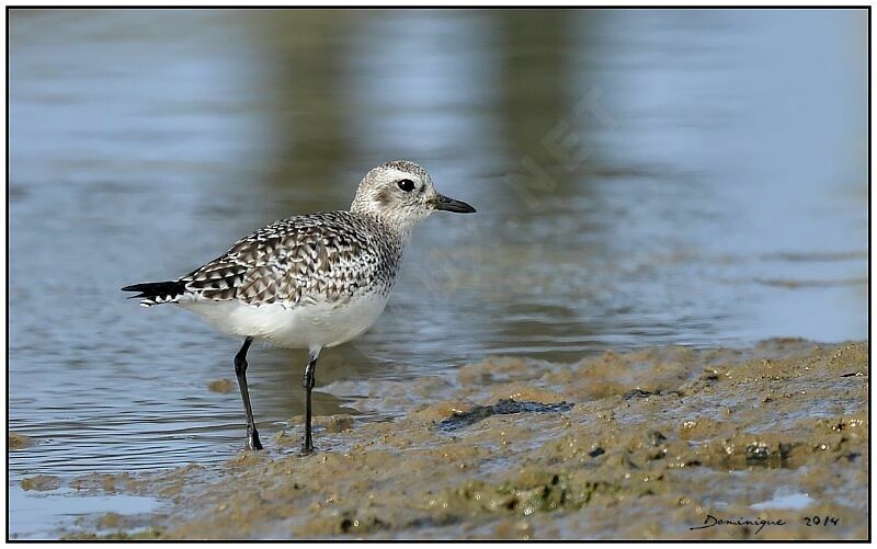 Grey Plover