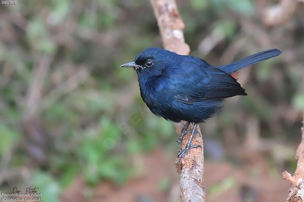 Pseudotraquet indien