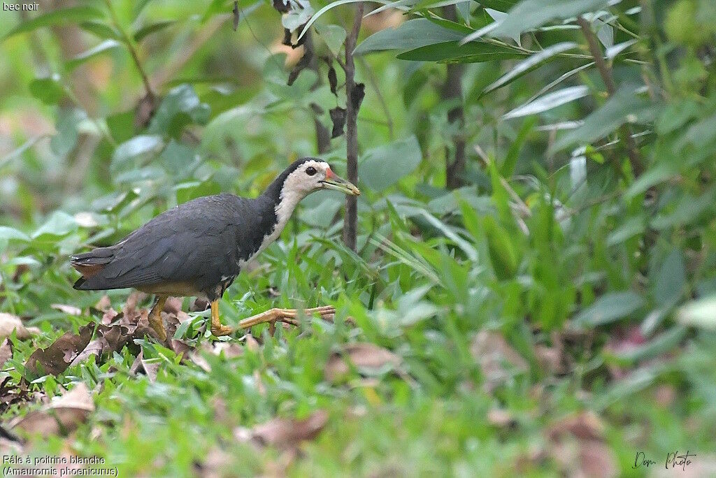 White-breasted Waterhen