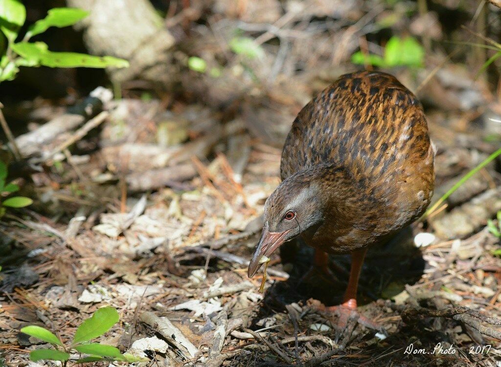 Weka