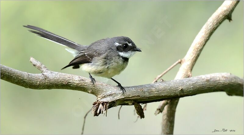 Rhipidure gris