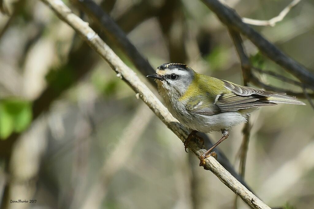 Common Firecrest