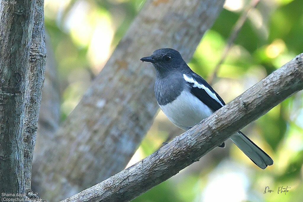 Oriental Magpie-Robin