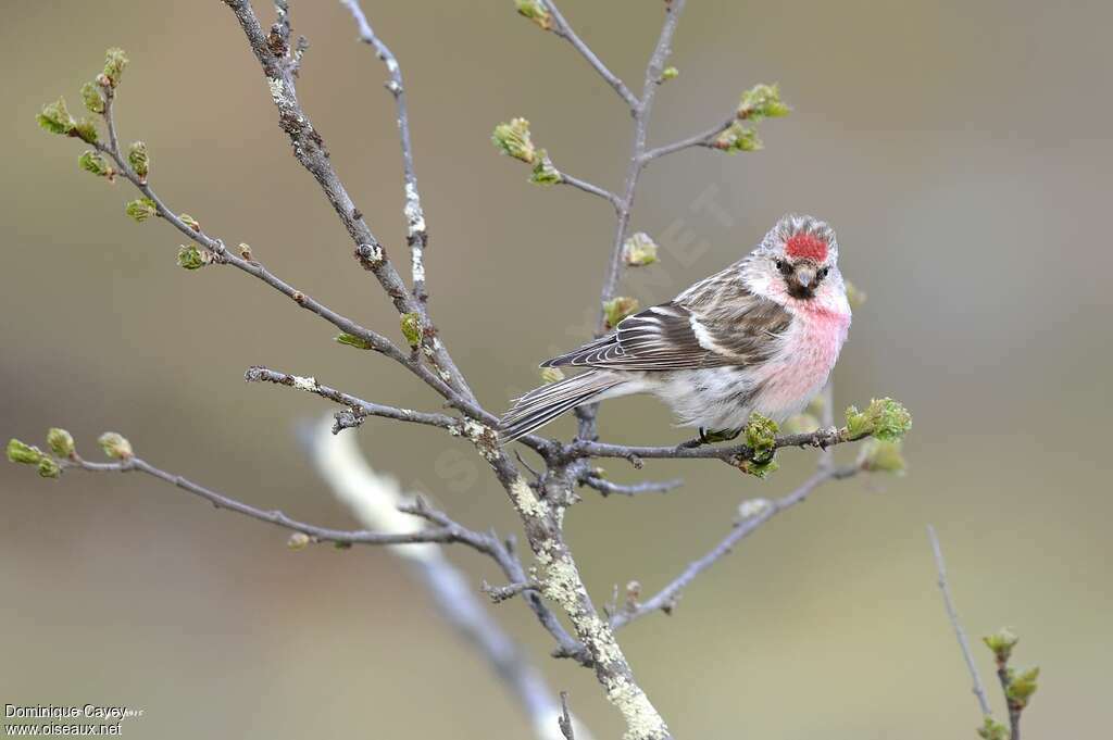 Redpoll male adult breeding, identification
