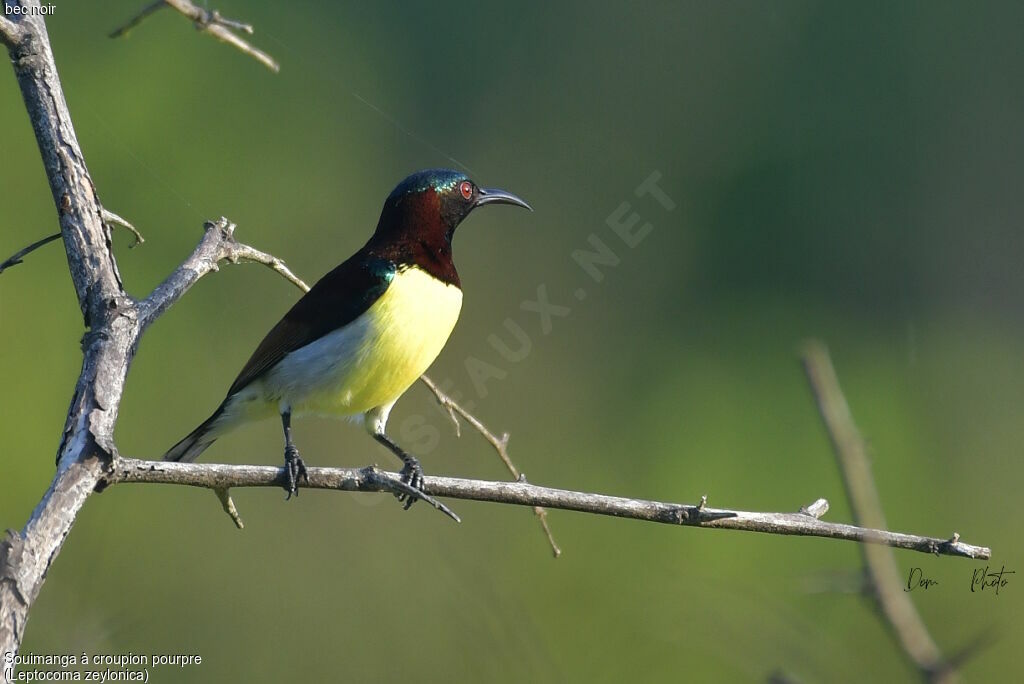 Purple-rumped Sunbird