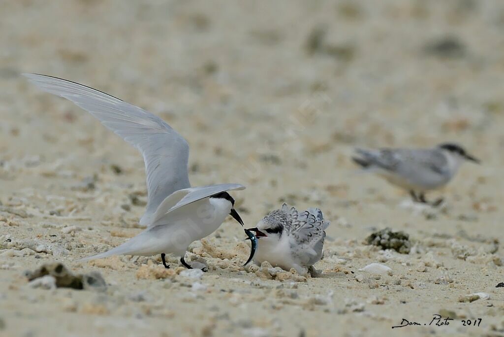 Black-naped Tern