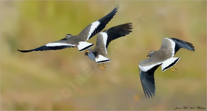 Spot-breasted Lapwing