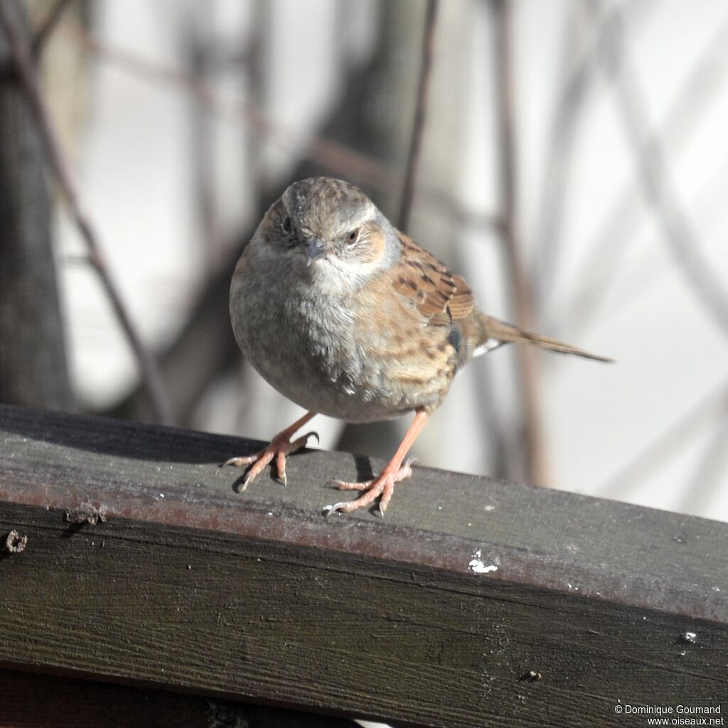 Dunnockadult